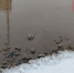 ​Сургут опять тонет в талой воде - ИА СИА-Пресс