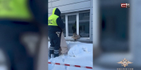 Жители Югры заметили рысь на территории города - животное вывезли в заповедник - СургутИнформТВ